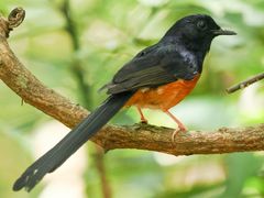White-rumped Shama