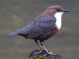 Waterspreeuw
