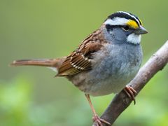 White-throated Sparrow