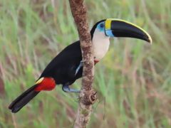 White-throated Toucan