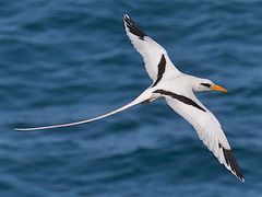 White-tailed Tropicbird