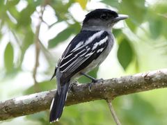 White-winged Becard
