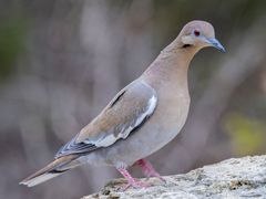 White-winged Dove