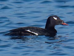 White-winged Scoter
