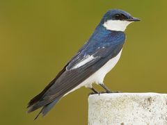 White-winged Swallow