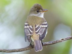 Willow Flycatcher