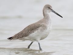 Willet