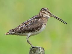 Wilson's Snipe