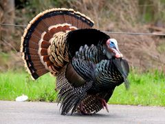 Wild Turkey