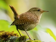 Winter Wren