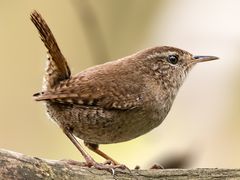 Eurasian Wren