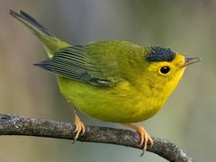 Wilson's Warbler