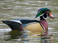 Wood Duck