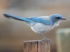 Woodhouse's Scrub-Jay