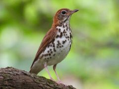 Wood Thrush