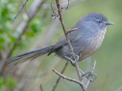 Wrentit