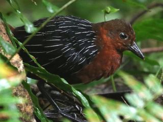 White-striped Forest Rail