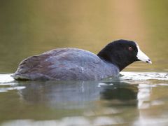 American Coot