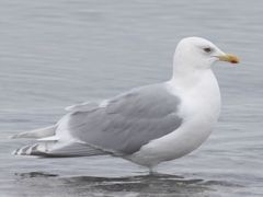Iceland Gull