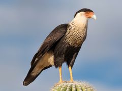 Crested Caracara