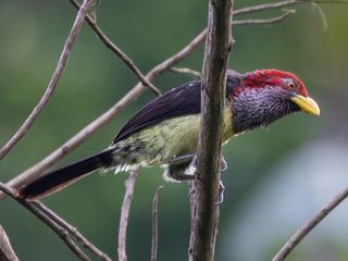Western Yellow-billed Barbet