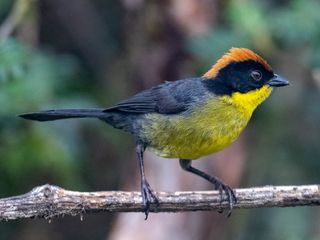 Yellow-breasted Brushfinch