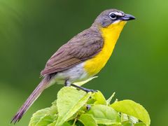 Yellow-breasted Chat