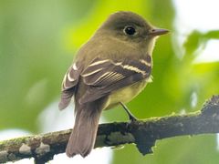 Yellow-bellied Flycatcher