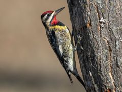 Yellow-bellied Sapsucker