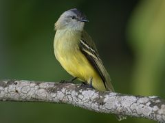 Yellow-crowned Tyrannulet
