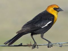 Yellow-headed Blackbird