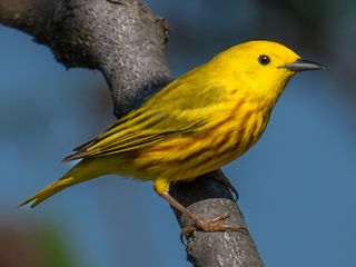 Northern Yellow Warbler
