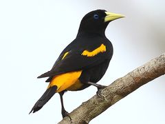 Yellow-rumped Cacique