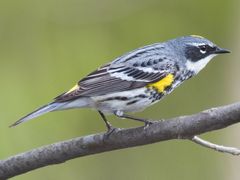 Yellow-rumped Warbler