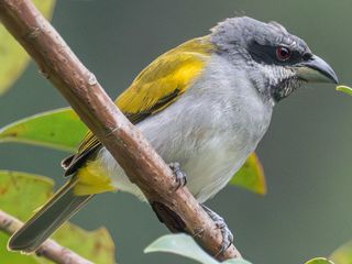 Yellow-shouldered Grosbeak