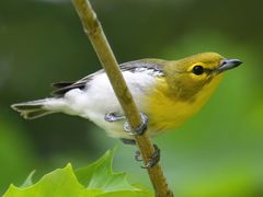 Yellow-throated Vireo