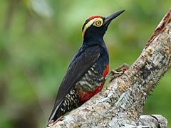 Yellow-tufted Woodpecker