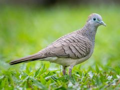 Zebra Dove